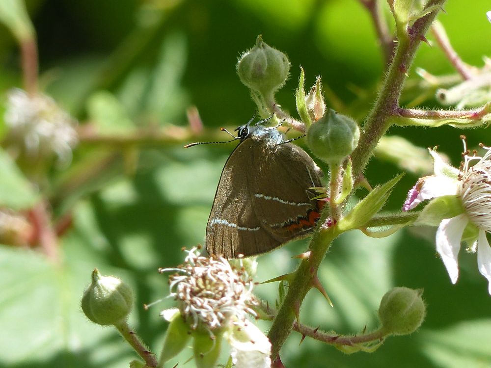 White-letter Hairstreak