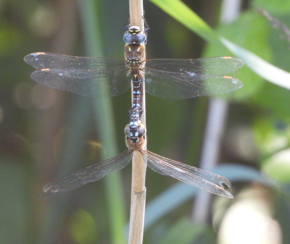 A pair of Migrant Hawkers in copulation