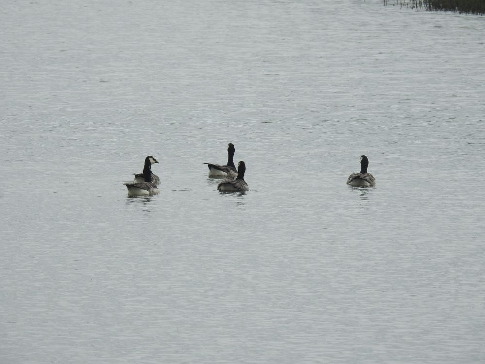 5 Barnacle Geese Ivor's Pond were unusual for July 