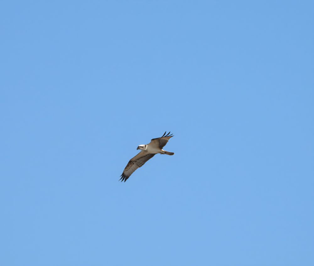 Osprey Newport, Pembrokeshire