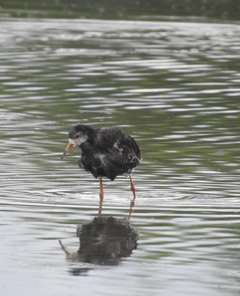 male Ruff WWT Slimbridge and not the one i saw at Marloes Mere,
which I was unable to photograph as my camera died 😢