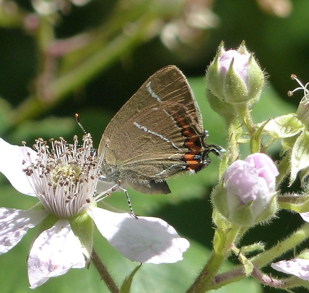 White-letter Hairstreak