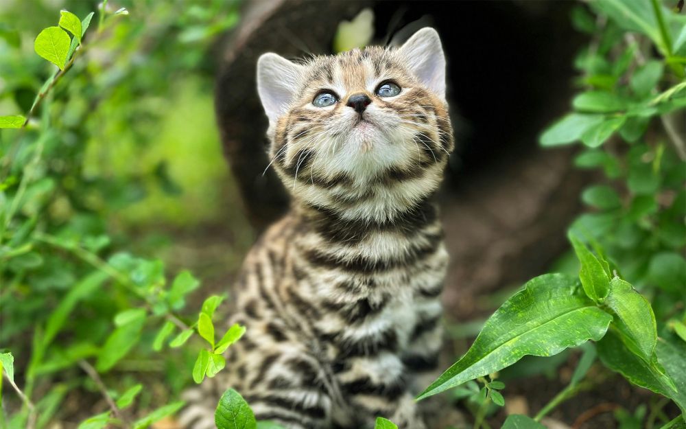 Africa’s Smallest and Deadliest Wildcat Is Making a Comeback in Texas