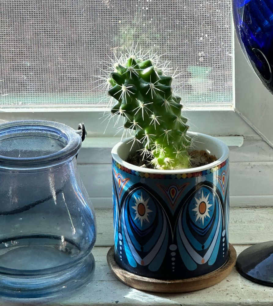 Tiny cactus that seems to be looking out the window. 