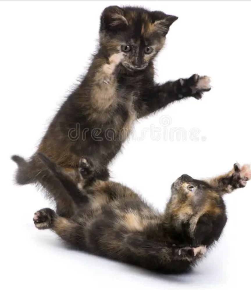 Comment image