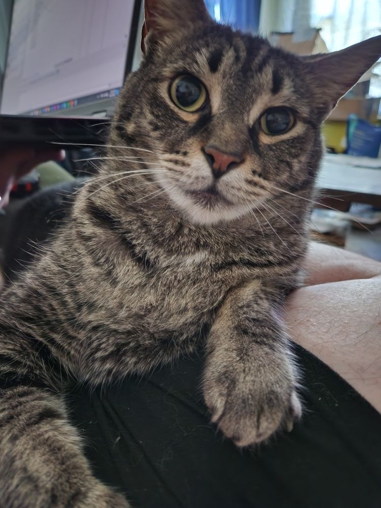 Sir Simon Bartholomeow, a chunky standard issue kitty with a lot of anxiety