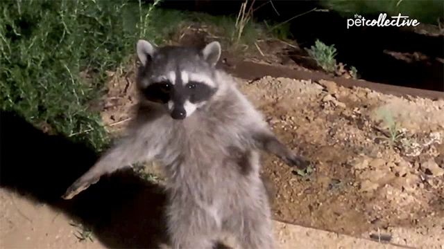 a raccoon is standing on its hind legs in front of a sign that says petcollective