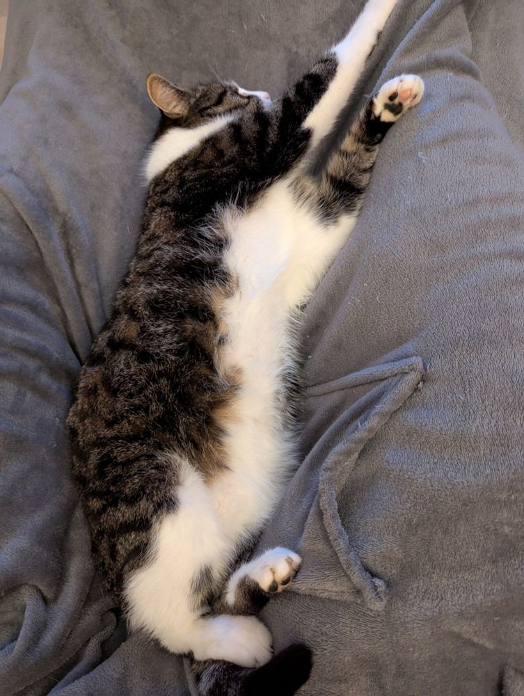 My cat, lying on a plaid that covers my legs. His favorite position when we watch TV.