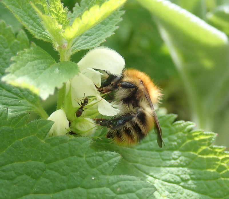 A bumblebee feeds from a White Dead-nettle flower while an ant looks on