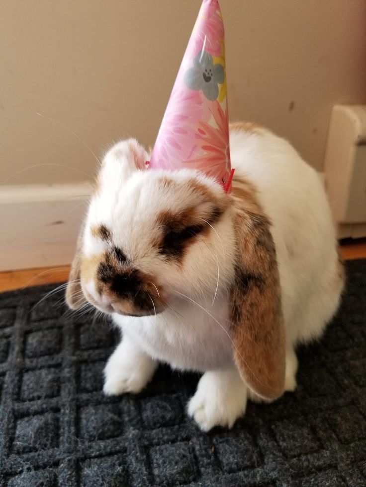 a mostly white but brown spotted bunny sits with its front paws out wearing a pink birthday hat, slightly squishing the fur on its head