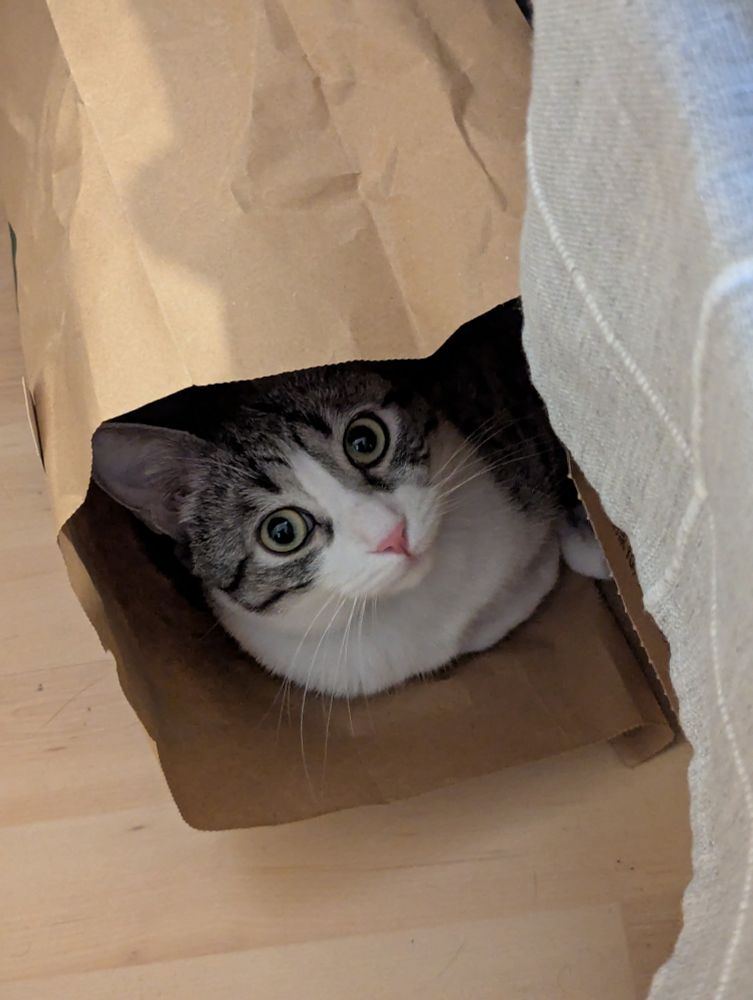 A pretty tabby cat looking up at the camera from inside a brown paper bag, where she took refuge. 