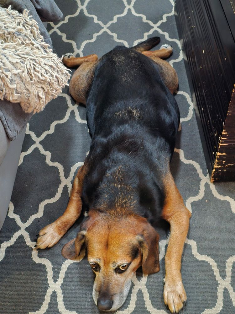 Photo of a splooting Bubba. Guess his mixed hound breed. (your's is as good as ours!)