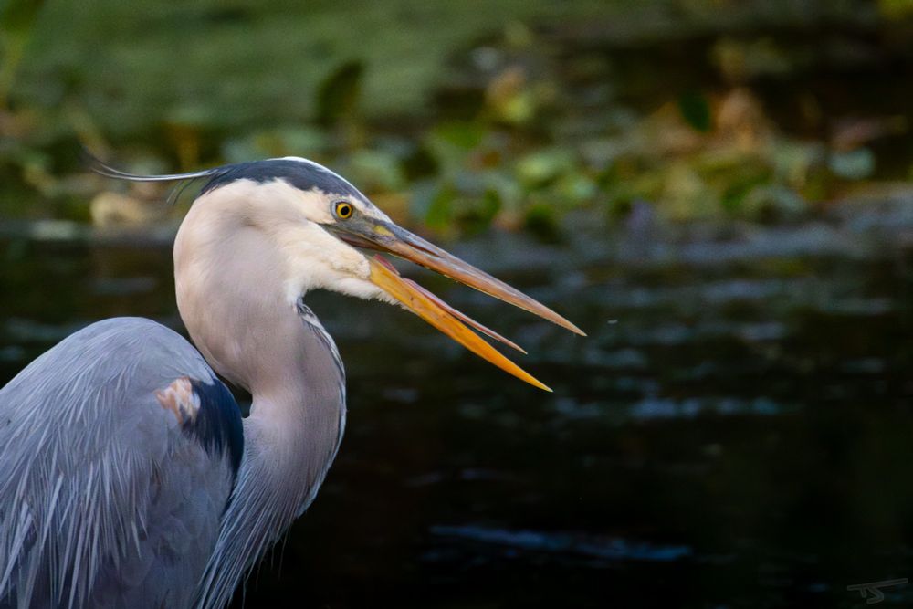 A Great Blue Heron sticks his tongue out and shakes his head in disgust