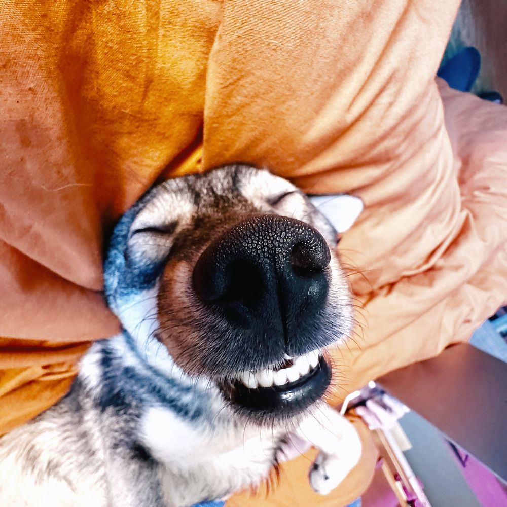 Bruce le chien montre ses dents 