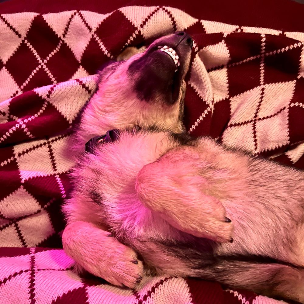 Un chiot avec des dents de vieux