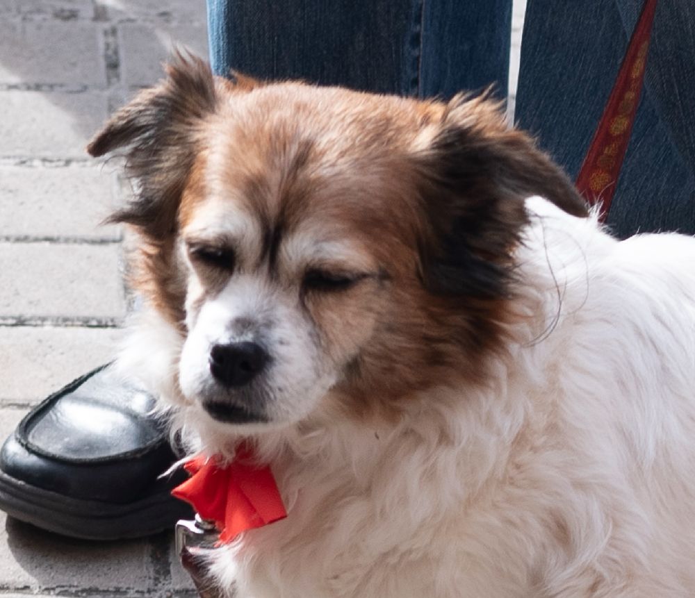 chien tres fatigué