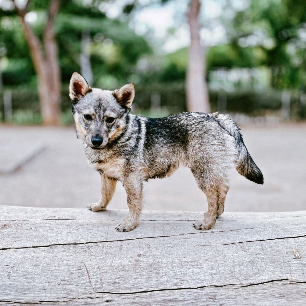 Bruce mon chiot Vallhund