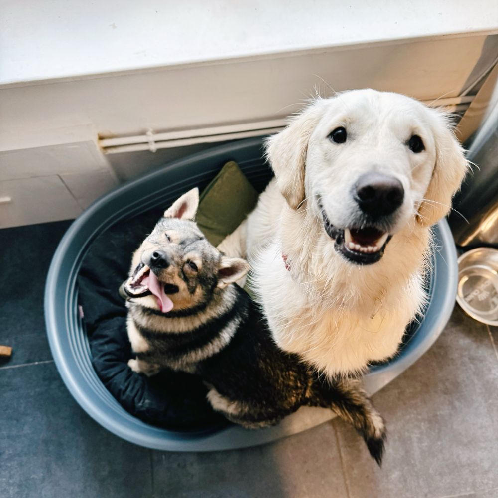Un jeune Vallhund et une jeune Golden dans un panier