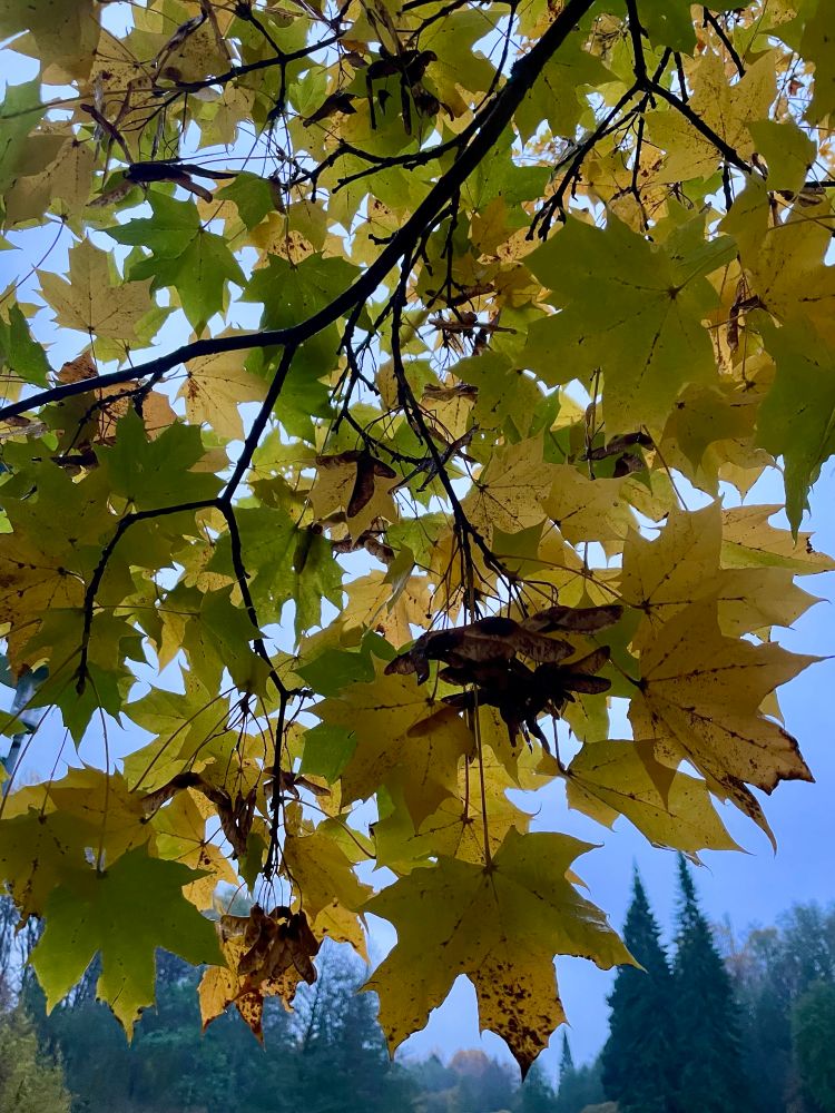 Keltaisia vaahteranlehtiä.