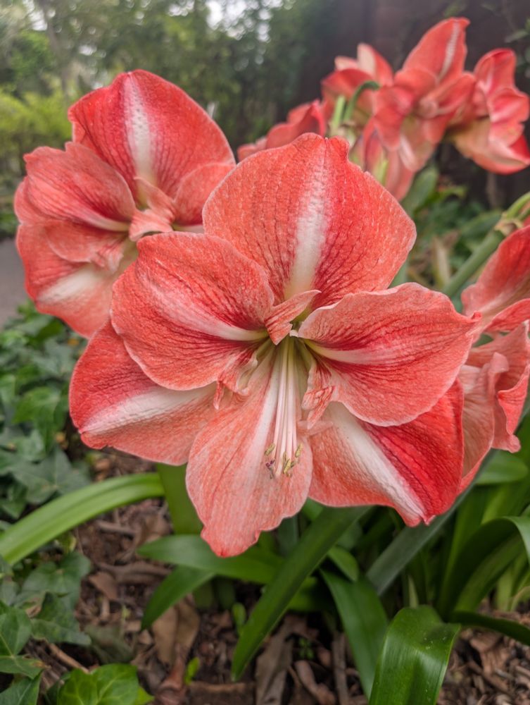 A collection of pink and white flowers in a garden.