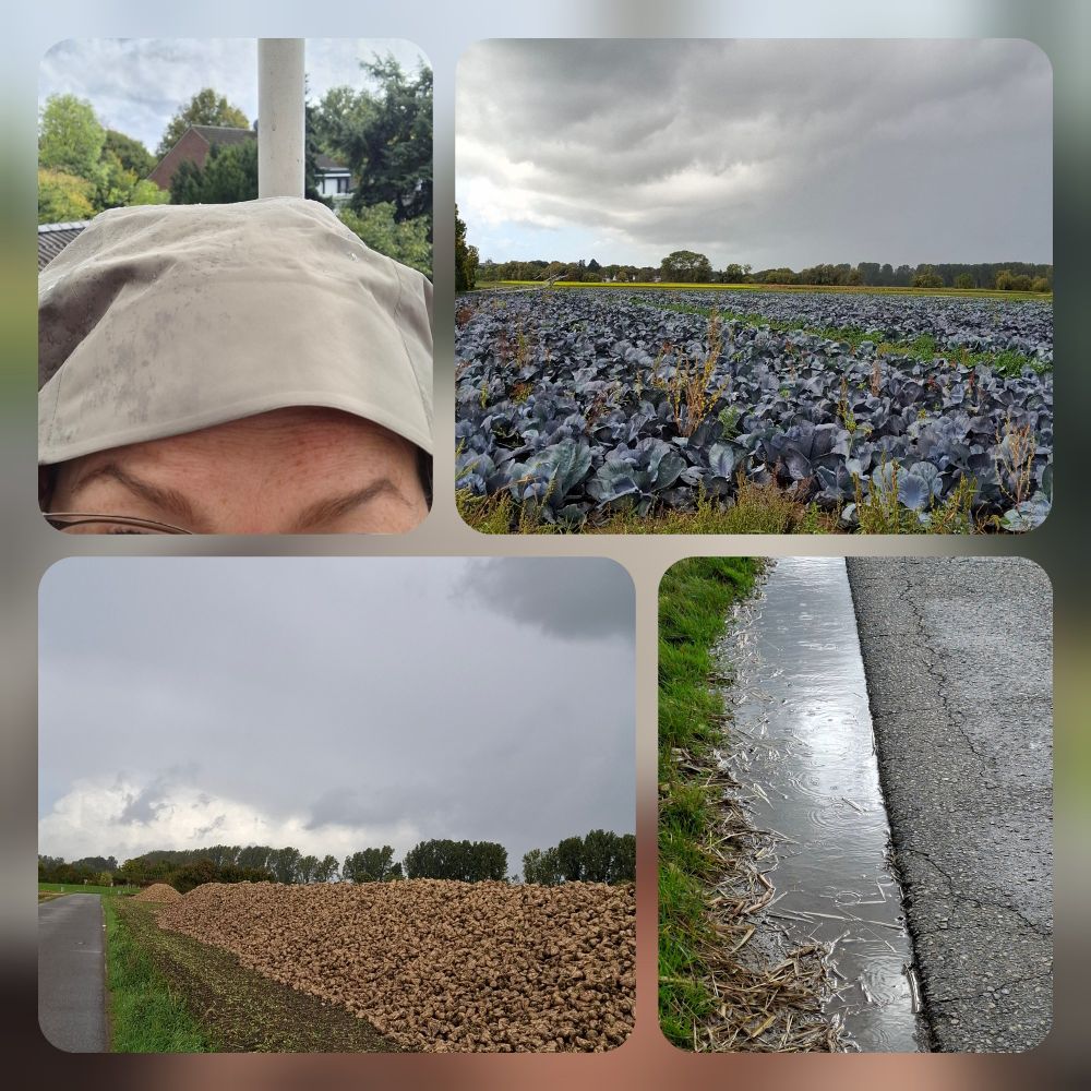 Collage aus 4 Fotos: mein oberer Kopf mit nasser Kapuze; ein Feld mit Rotkohl darüber grauer Himmel; ein riesiger Haufen bereits abgeernteter Rüben, ebenfalls unter einem grauen Himmel; Sonnenlicht, das sich in einer Pfütze spiegelt, rechts daneben Asphalt, links daneben Gras, in der Pfütze sichtbare Regentropfen.
