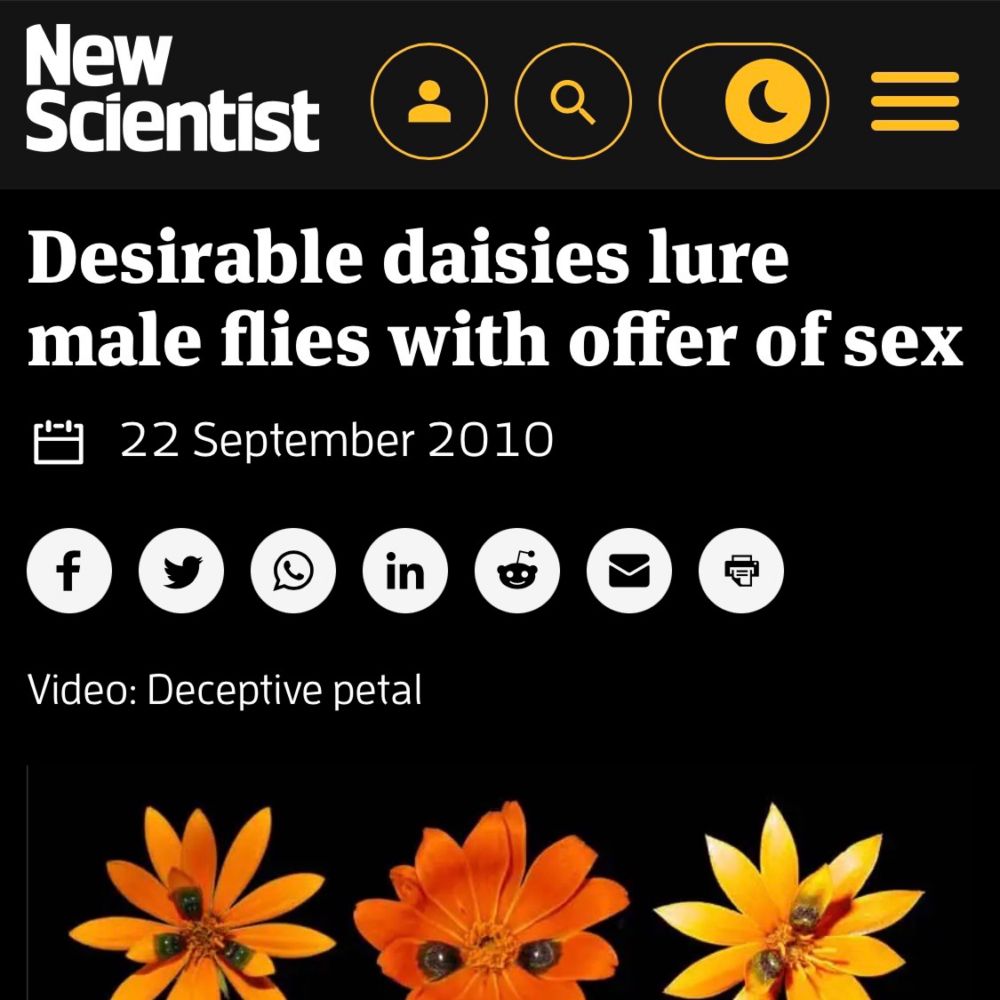 daisies with petals that are sexy to flies