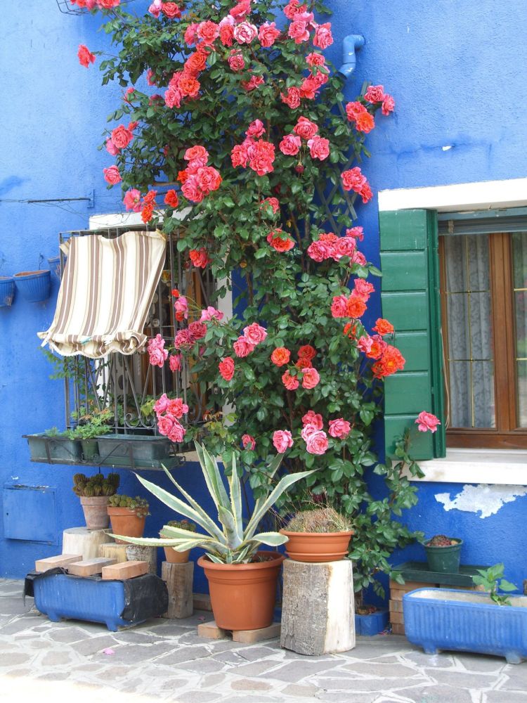 Vor einer blauen Hauswand, an der sich Rosen hoch ranken, stehen mehrere Kabel mit verschiedenen Pflanzen. 