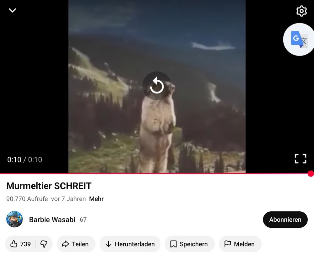 Bild des das schreienden  Murmeltier 