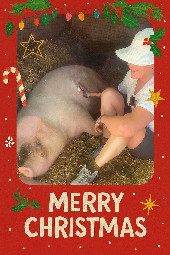 Woman sitting on the floor of a shelter, stroking a relaxed pig with a “Merry Xmas” sign at base of pic