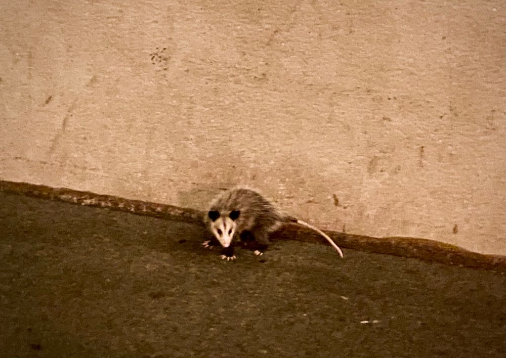an opossum standing at a 45 degree to the camera and looking toward the camera