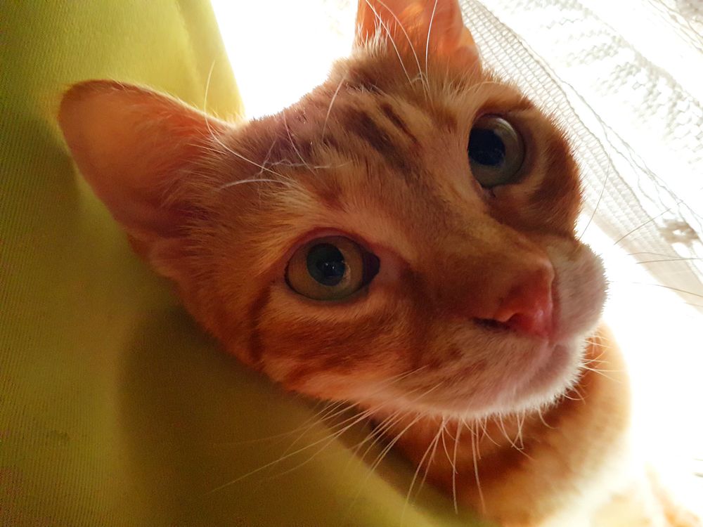 Orange cat close-up