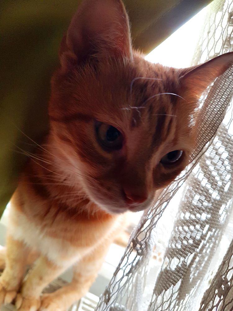 Orange cat close-up