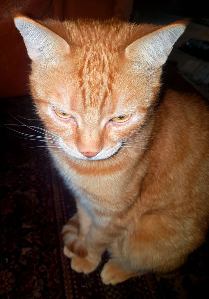 Orange cat