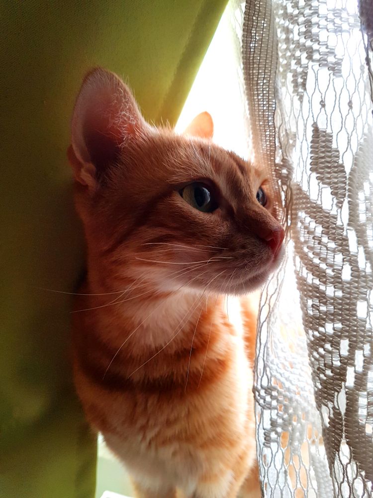 Orange cat close-up
