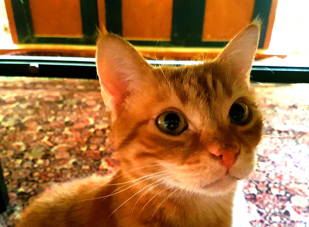 Orange cat close-up