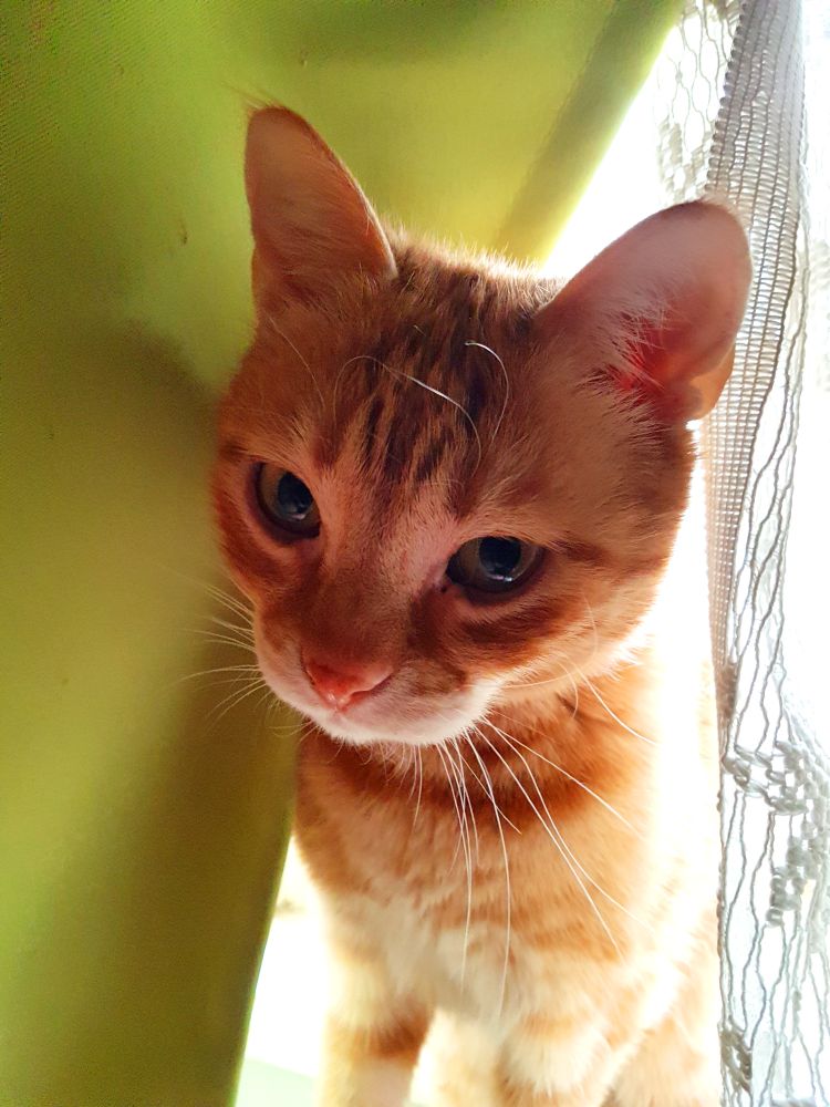 Orange cat close-up