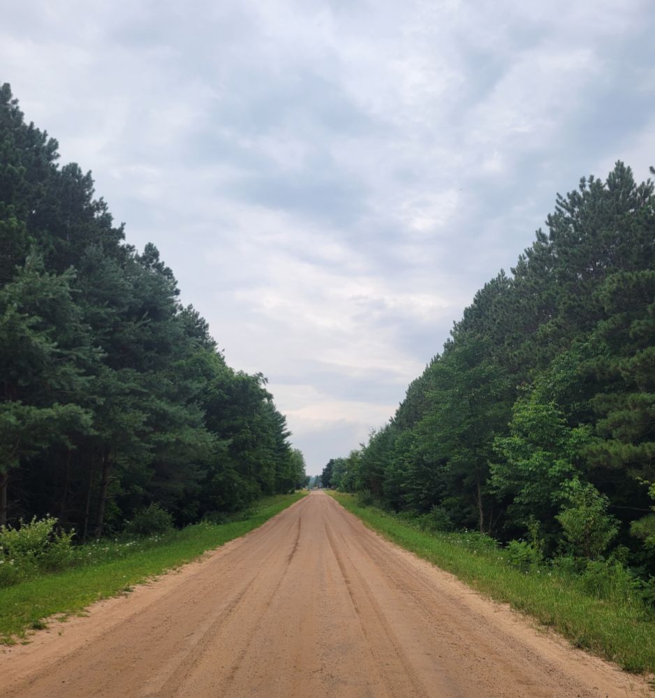 Empty dirt road lined by trees