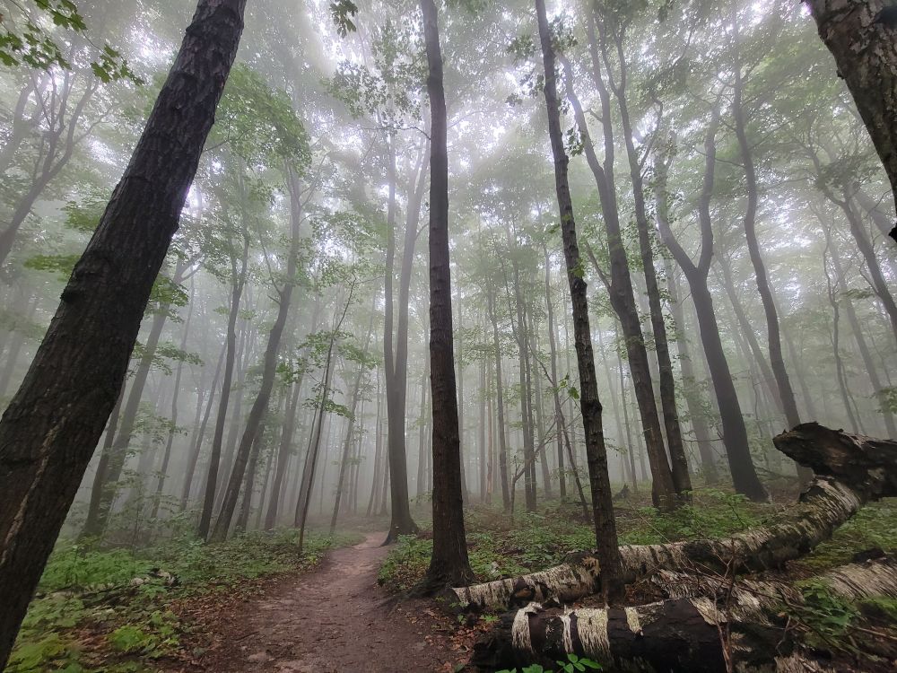 Spooky mist-filled forest