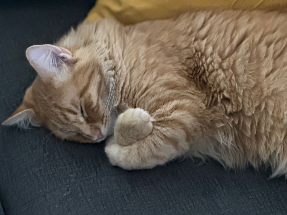 Orange cat sleeping and he’s cute. 
