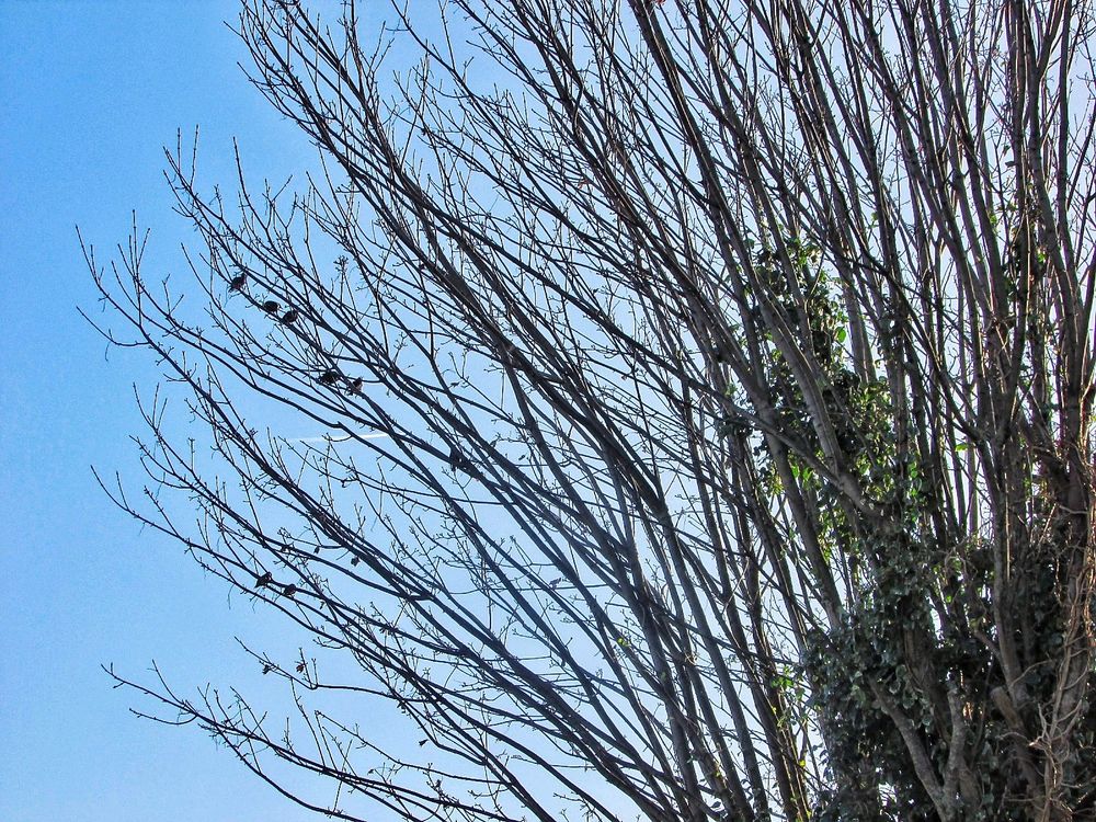 Starlings perched on bare branches 