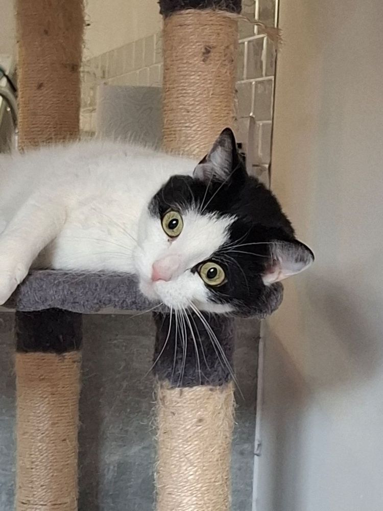 Gato blanquinegro con cara de estar cuestionandose todas sus decisiones vitales. 