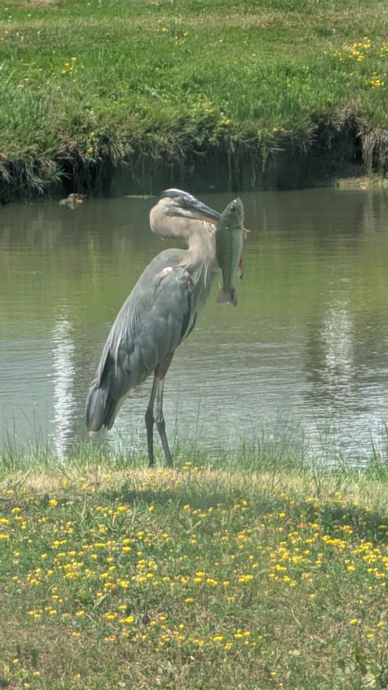 A great blue heron with a bass on its beak