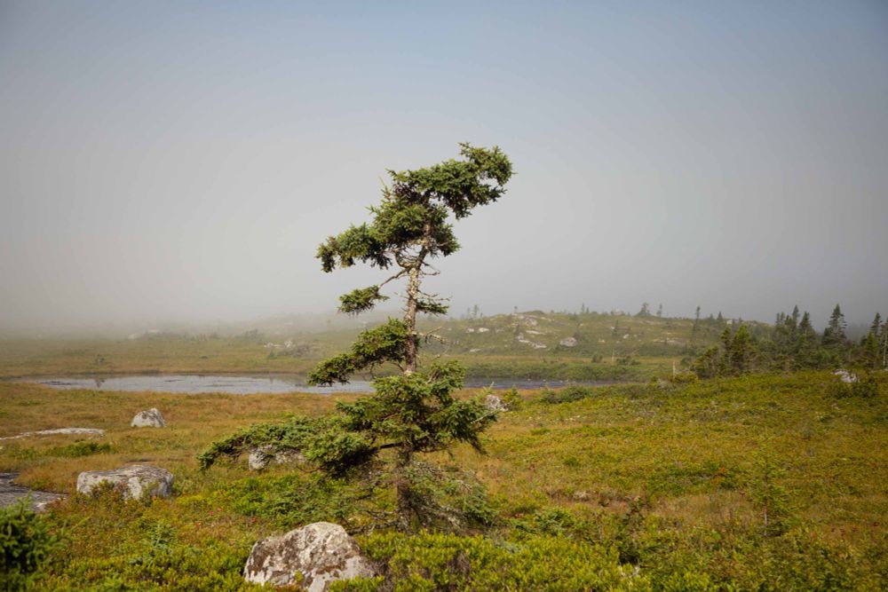 Hiking Polly's Cove, a lone tree stands amidst some bogland near Peggy's Cove, Nova Scotia m, on the province's Eastern shoreline. Photo credit: Nancy Forde. July 2024.