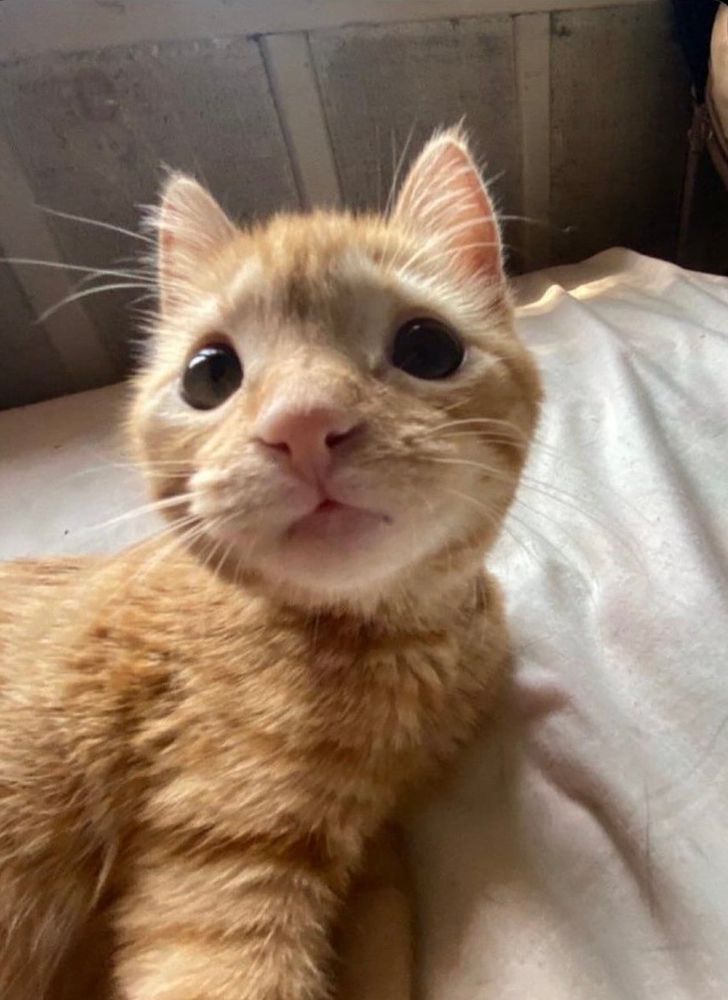 Photo of an orange munchkin cat with a blank, empty expression 