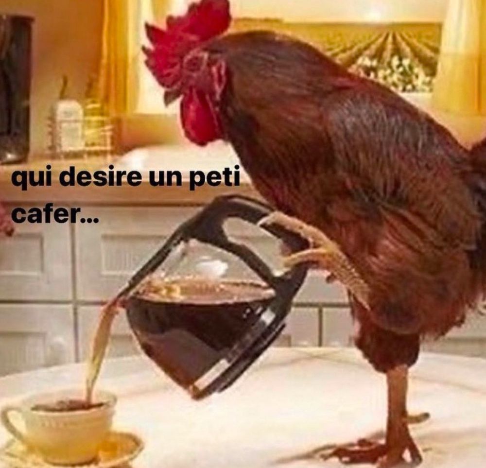 qui désire un peti cafer… Jacqueline la poule servant le cafer 
