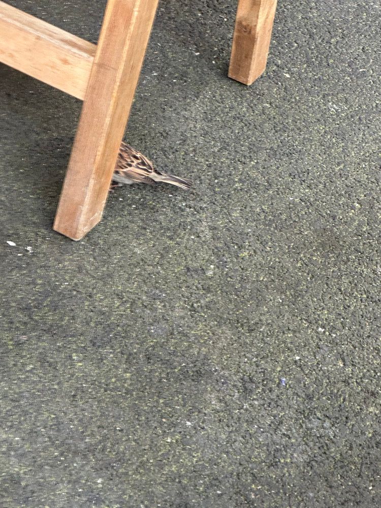 un tout petit oiseau qui se cache derrière un pied de chaise (en vain)