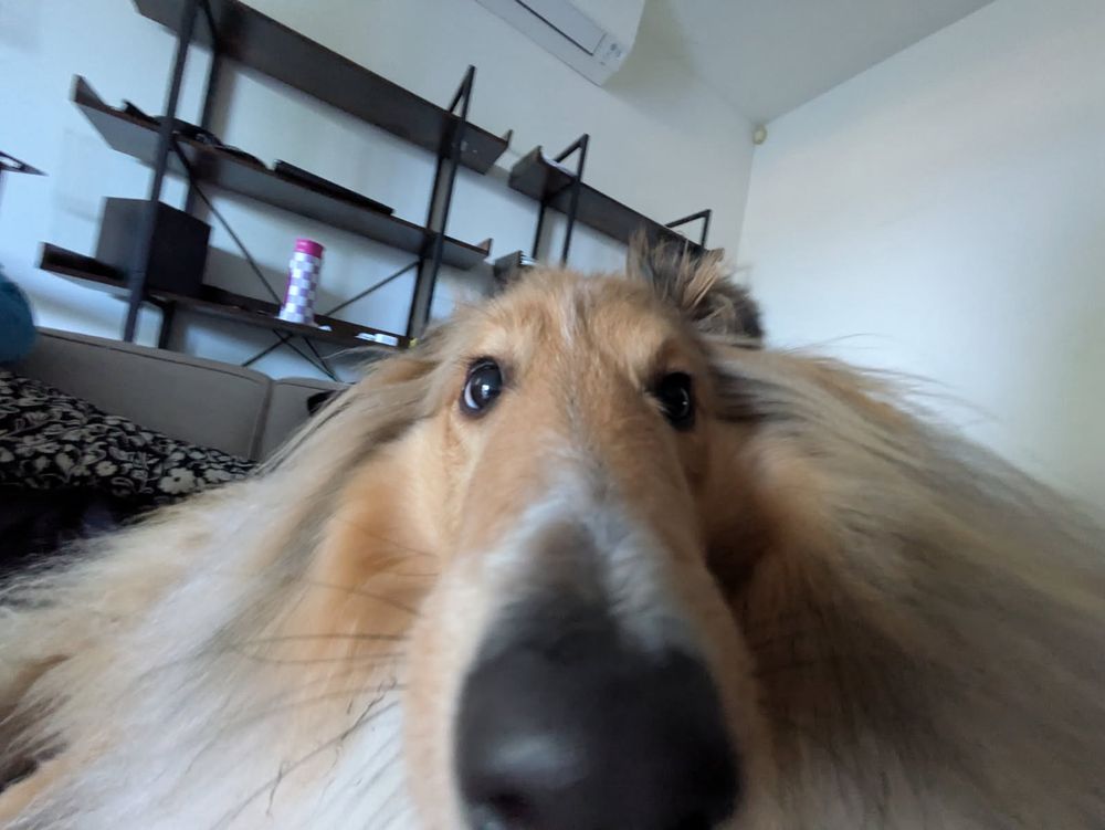 chien long nez long poil 