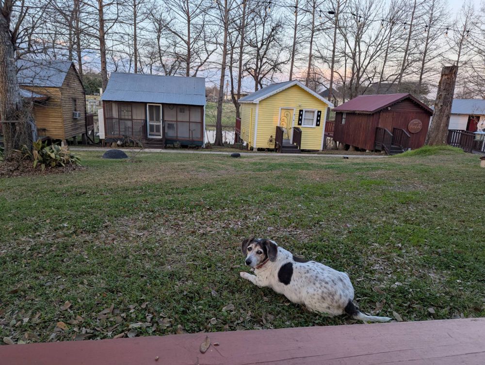 Laverne (elderly beagle/dachshund dog) looks over her domain at the Bayou Cabins in Breaux Bridge, LA