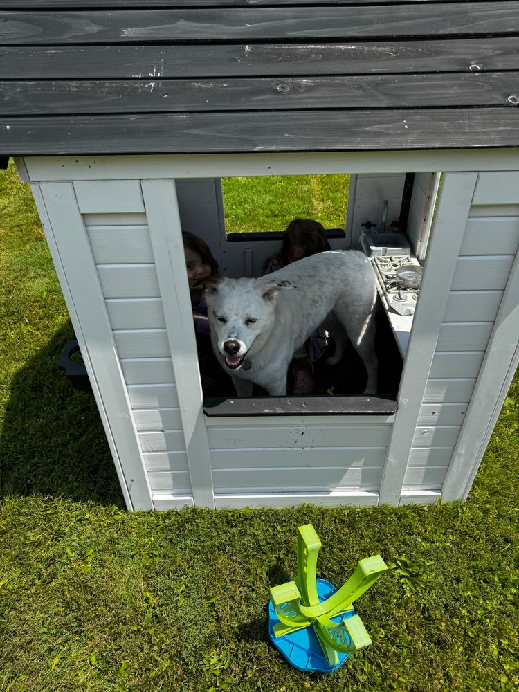 Curie, a whiteish mixed dog with one brown ear, trapped inside a child sized playhouse with her two human cousins
