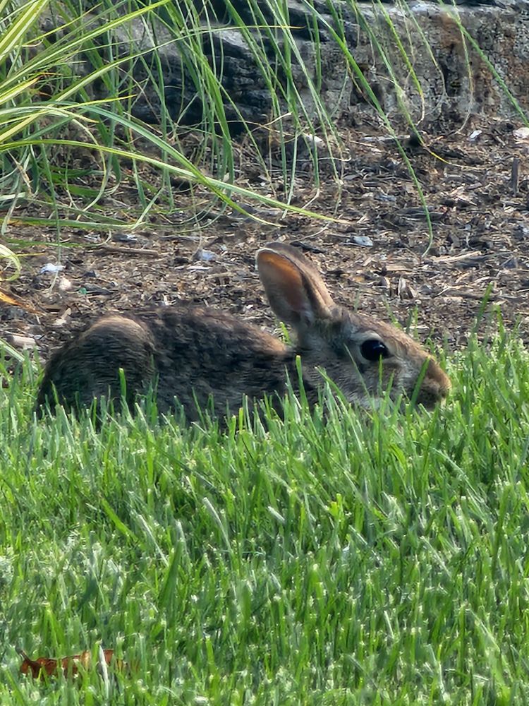 rabbit stalking in the grass